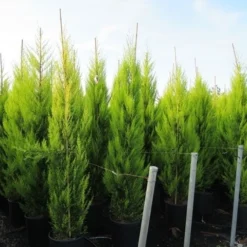 Cipres Kamerconifeer (Cupressus Macrocarpa 'Goldcrest') -Tuin Glimmer Verkoop cupressus macrocarpa goldcrest