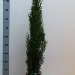 Italiaanse Cipres (Cupressus Sempervirens 'Totem') -Tuin Glimmer Verkoop cupressus semp totem 80 100 cm co. 10l kopie 2