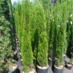 Italiaanse Cipres (Cupressus Sempervirens 'Totem') -Tuin Glimmer Verkoop cupressus sempervirens totem 125 150 175