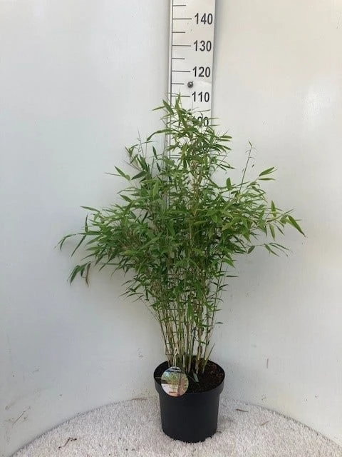 Niet Woekerende Bamboe (Fargesia 'Dino') 5 Niet Woekerende Bamboe (Fargesia 'Dino') - Afbeelding 3