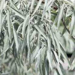 Smalbladige Olijfwilg Als Boom (Elaeagnus Angustifolia) -Tuin Glimmer Verkoop elaeagnus angustifolia