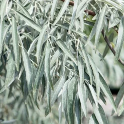 Smalbladige Olijfwilg Als Struik (Elaeagnus Angustifolia)