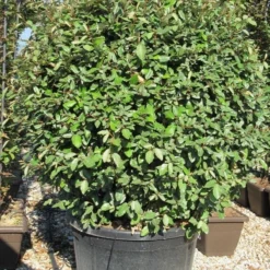 Olijfwilg Als Bol (Elaeagnus Ebbingei 'Compacta') -Tuin Glimmer Verkoop elaeagnus ebbingei 100 110 bol 1