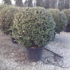 Olijfwilg Als Bol (Elaeagnus Ebbingei 'Compacta') -Tuin Glimmer Verkoop elaeagnus ebbingei 100 110cm bol 1