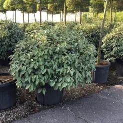 Olijfwilg Als Bol (Elaeagnus Ebbingei 'Compacta') -Tuin Glimmer Verkoop elaeagnus ebbingei 100cm bol 1