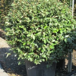 Olijfwilg Als Bol (Elaeagnus Ebbingei 'Compacta') -Tuin Glimmer Verkoop elaeagnus ebbingei bol 3 1