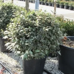 Olijfwilg Als Bol (Elaeagnus Ebbingei 'Compacta') -Tuin Glimmer Verkoop elaeagnus ebbingei bol 70 cm 1