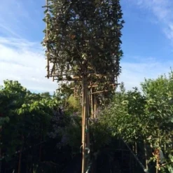 Olijfwilg Als Leiboom (Elaeagnus Ebbingei) -Tuin Glimmer Verkoop elaeagnus ebbingei leivorm 8 10cm 2