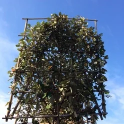 Olijfwilg Als Leiboom (Elaeagnus Ebbingei) -Tuin Glimmer Verkoop elaeagnus ebbingei leivorm 8 10cm 3