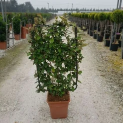 Olijfwilg Als Leivorm (Elaeagnus Ebbingei) -Tuin Glimmer Verkoop elaeagnus ebbingei leivorm c18 1