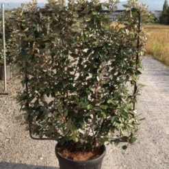 Olijfwilg Als Leivorm (Elaeagnus Ebbingei) -Tuin Glimmer Verkoop elaeagnus ebbingei leivorm c45 1 1