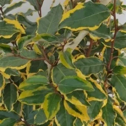 Olijfwilg (Elaeagnus Ebbingei 'Viveleg') -Tuin Glimmer Verkoop elaeagnus ebbingei viveleg week 4 2021 detail 1600x1200 1 2