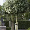 Olijfwilg Als Boom (Elaeagnus Ebbingei) -Tuin Glimmer Verkoop elaeagnus x ebbingei01