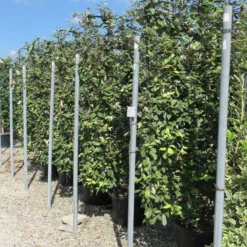 Olijfwilg Als Leivorm (Elaeagnus Ebbingei) -Tuin Glimmer Verkoop eleagnus 110x180 leivorm 1