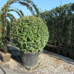 Olijfwilg Als Bol (Elaeagnus Ebbingei 'Compacta') -Tuin Glimmer Verkoop eleagnus ebbingei bol 110 cm 1