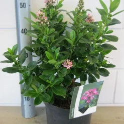 Escallonia (Escallonia 'Pink Elle') 12 Escallonia (Escallonia 'Pink Elle') -Tuin Glimmer Verkoop escallonia pink elle c5 6 9 2018