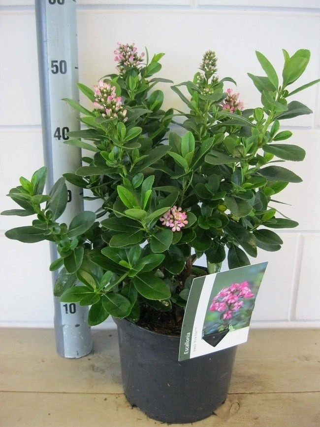 Escallonia (Escallonia 'Pink Elle') 7 Escallonia (Escallonia 'Pink Elle') - Afbeelding 5