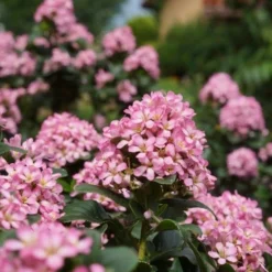 Escallonia (Escallonia 'Pink Elle') 13 Escallonia (Escallonia 'Pink Elle') -Tuin Glimmer Verkoop escallonia pink elle reiniers garden 04