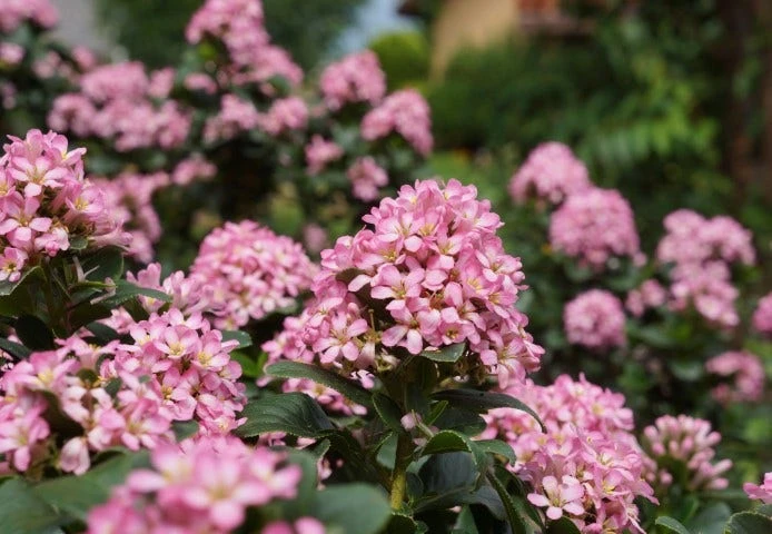 Escallonia (Escallonia 'Pink Elle') 8 Escallonia (Escallonia 'Pink Elle') - Afbeelding 6