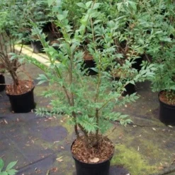 Kardinaalshoed (Euonymus Alatus) -Tuin Glimmer Verkoop euonymus alatus 1