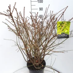 Kardinaalshoed (Euonymus Alatus) -Tuin Glimmer Verkoop euonymus alatus c15 v01