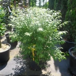 Kardinaalshoed (Euonymus Alatus 'Compactus') -Tuin Glimmer Verkoop euonymus alatus compactus 80 100 c18