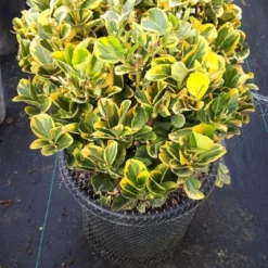 Kardinaalshoed Als Bol (Euonymus Japonicus 'Aureus')