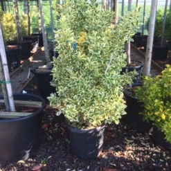 Kardinaalshoed (Euonymus Japonicus 'Bravo') 12 Kardinaalshoed (Euonymus Japonicus 'Bravo') -Tuin Glimmer Verkoop euonymus japonica bravo 80100