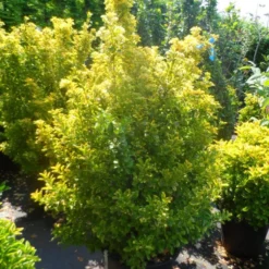 Kardinaalshoed Als Meeneemhaag (Euonymus Japonicus 'Aureus) -Tuin Glimmer Verkoop euonymus japonicus aureus 150 175