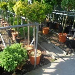 Kardinaalshoed Op Stam (Euonymus Japonicus 'Aureus') -Tuin Glimmer Verkoop euonymus japonicus aureus 80stam c20