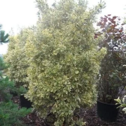 Kardinaalshoed (Euonymus Japonicus 'Bravo') 13 Kardinaalshoed (Euonymus Japonicus 'Bravo') -Tuin Glimmer Verkoop euonymus japonicus bravo 200 250 c150