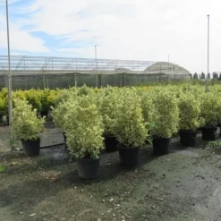 Kardinaalshoed (Euonymus Japonicus 'Bravo') 15 Kardinaalshoed (Euonymus Japonicus 'Bravo') -Tuin Glimmer Verkoop euonymus japonicus bravo 3 1