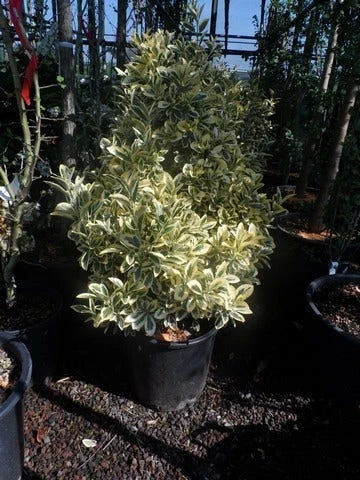 Kardinaalshoed (Euonymus Japonicus 'Bravo') 5 Kardinaalshoed (Euonymus Japonicus 'Bravo') - Afbeelding 3