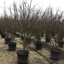 Meerstammige Kardinaalshoed (Euonymus Alatus) 9 Meerstammige Kardinaalshoed (Euonymus Alatus) -Tuin Glimmer Verkoop euonymusalatusmeerstam