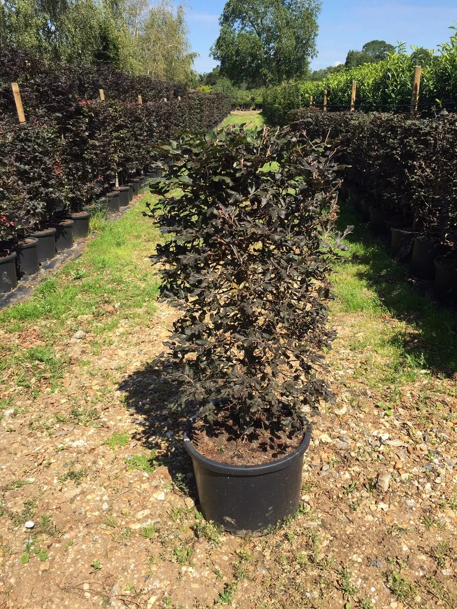 Rode Beukenhaag Als Haagelement (Fagus Sylvatica 'Atropunicea') 19 Rode Beukenhaag Als Haagelement (Fagus Sylvatica 'Atropunicea') - Afbeelding 17