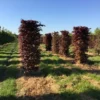 Rode Beukenhaag Als Haagelement (Fagus Sylvatica 'Atropunicea') 1 Rode Beukenhaag Als Haagelement (Fagus Sylvatica 'Atropunicea') -Tuin Glimmer Verkoop fagus sylv. atopunicea h225x60x60cm 2 1
