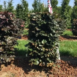 Nieuwkomers -Tuin Glimmer Verkoop fagus sylv. atropunicea h100x50x50 cm 2