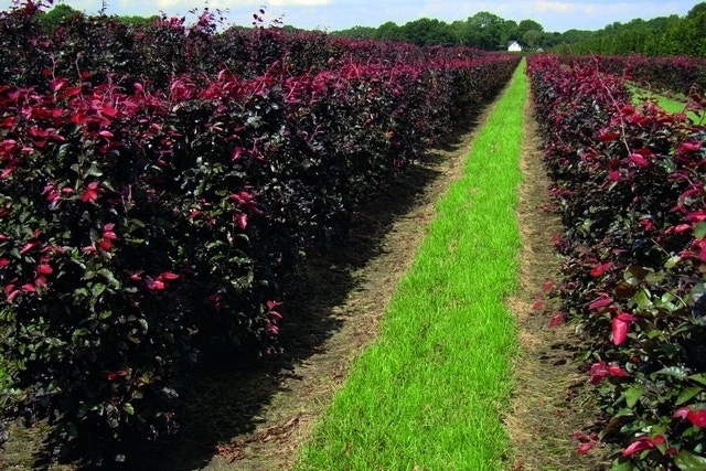 Rode Beukenhaag Als Haagelement (Fagus Sylvatica 'Atropunicea') 7 Rode Beukenhaag Als Haagelement (Fagus Sylvatica 'Atropunicea') - Afbeelding 5