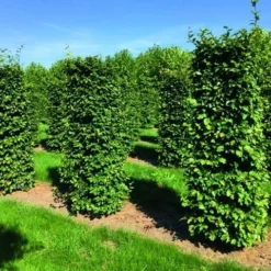 Nieuwkomers 14 Beukenhaag Als Haagelement (Fagus Sylvatica)