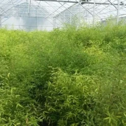 Bamboe (Fargesia Rufa) 27 Bamboe (Fargesia Rufa) -Tuin Glimmer Verkoop fargesia