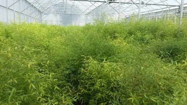 Bamboe (Fargesia Rufa) 15 Bamboe (Fargesia Rufa) - Afbeelding 13