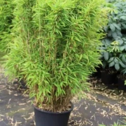 Niet Woekerende Bamboe (Fargesia Robusta) 30 Niet Woekerende Bamboe (Fargesia Robusta) -Tuin Glimmer Verkoop fargesia 1 1