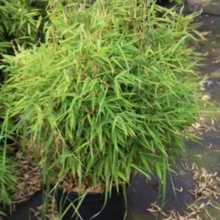 Niet Woekerende Bamboe (Fargesia Robusta) -Tuin Glimmer Verkoop fargesia 2