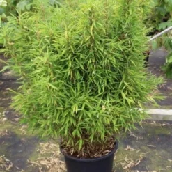 Niet Woekerende Bamboe (Fargesia Robusta) -Tuin Glimmer Verkoop fargesia 3