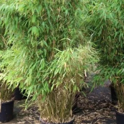 Niet Woekerende Bamboe (Fargesia Robusta) -Tuin Glimmer Verkoop fargesia 6