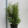 Niet Woekerende Bamboe (Fargesia 'Standing Stone') -Tuin Glimmer Verkoop fargesia m. dino 80 100 cm co. 12l v kopie 1 1