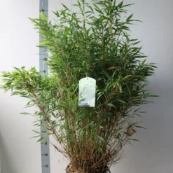 Niet Woekerende Bamboe (Fargesia Murieliae 'Simba') -Tuin Glimmer Verkoop fargesia m simba 80 100 cm co. 15 kopie