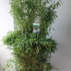 Niet Woekerende Bamboe (Fargesia Murieliae 'Jumbo') 18 Niet Woekerende Bamboe (Fargesia Murieliae 'Jumbo') -Tuin Glimmer Verkoop fargesia m super jumbo 125 150 co. 30l kopie