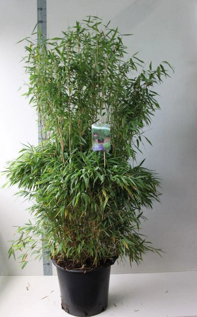 Niet Woekerende Bamboe (Fargesia Murieliae 'Jumbo') 8 Niet Woekerende Bamboe (Fargesia Murieliae 'Jumbo') - Afbeelding 6