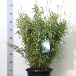 Niet Woekerende Bamboe (Fargesia Murieliae 'Bimbo') 23 Niet Woekerende Bamboe (Fargesia Murieliae 'Bimbo') -Tuin Glimmer Verkoop fargesia mur. bimbo 60 80 cm co. 12l